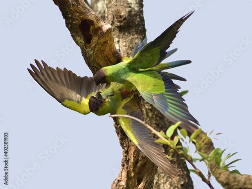 wild nanday parakeet (Aratinga nenday) fighting in a tree photo