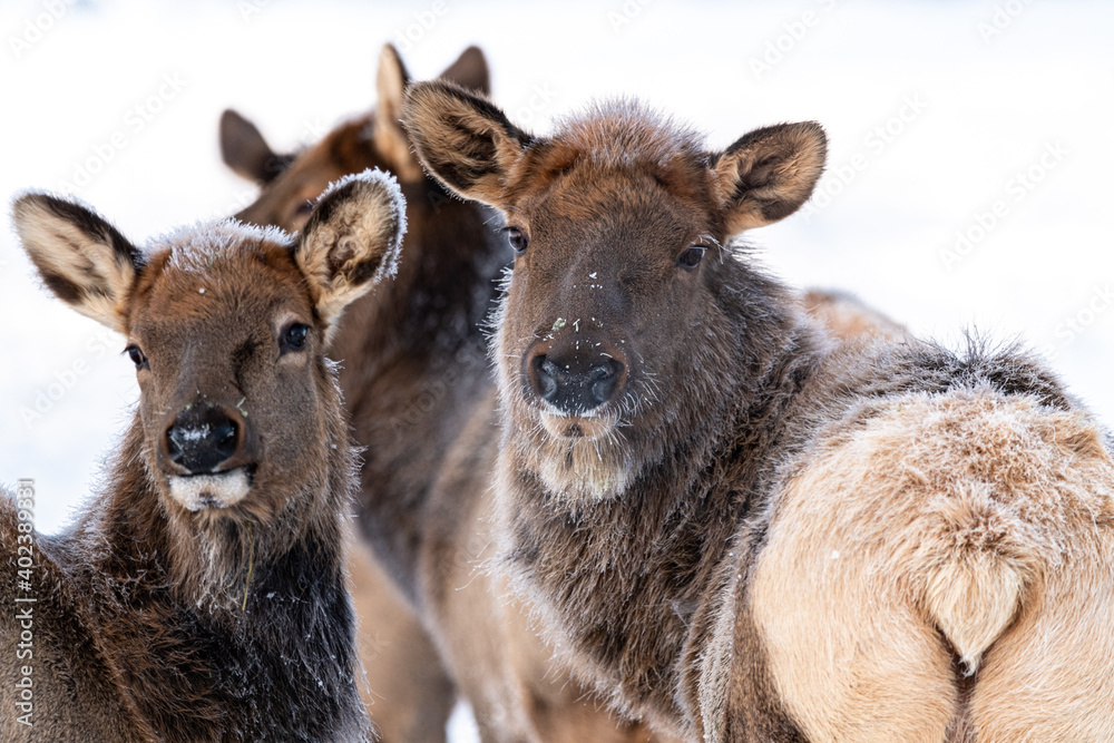 Two elk turned around looking at the camera with one of their behinds, bottoms facing the camera in a cite, innocent pose. 