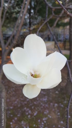 백합