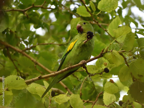 Yellow-chevroned parakeet  brotogeris chiriri   feeding on mulberries