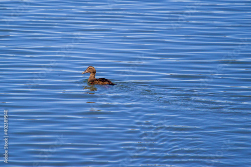 Duck swimming in the water