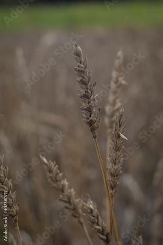 Image of wheat ready to be cultivated in Barragán Valle del Cauca Colombia.