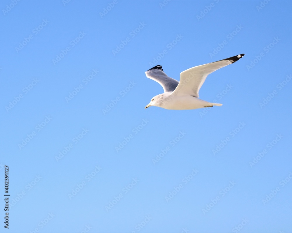 A Beautiful Seagull in Flight Over Laguna Beach in Panama City Beach, Florida A Beautiful Seagull in Flight Over Laguna Beach in Panama City Beach, Florida