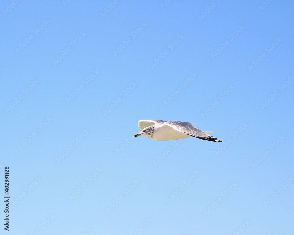 A Beautiful Seagull in Flight Over Laguna Beach in Panama City Beach, Florida A Beautiful Seagull in Flight Over Laguna Beach in Panama City Beach, Florida