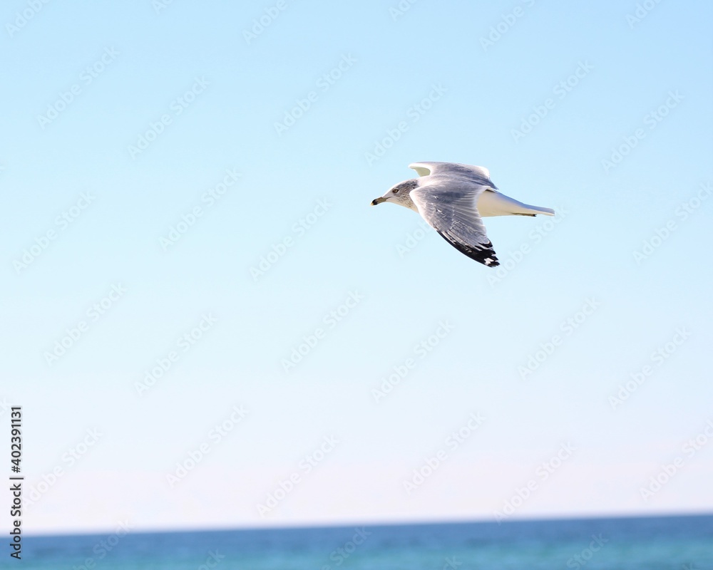 A Beautiful Seagull in Flight Over Laguna Beach in Panama City Beach, Florida