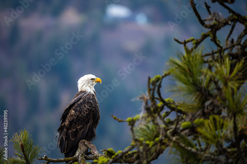 Bald Eagle in Ponderosa Pine Tree