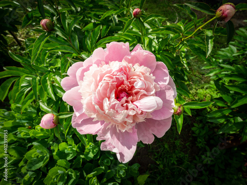 Fototapeta Naklejka Na Ścianę i Meble -  Beatuful flowering peony or paeony (Paeonia).  Plants and nature.