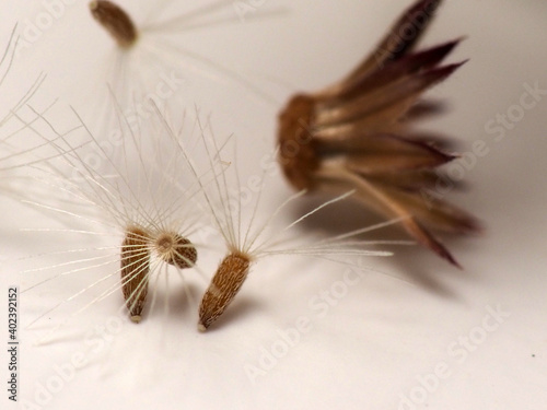 Picture of Asian Ironweed or Cyanthillium cinereum's seed that look like dandelion, soot on a white isolated background photo