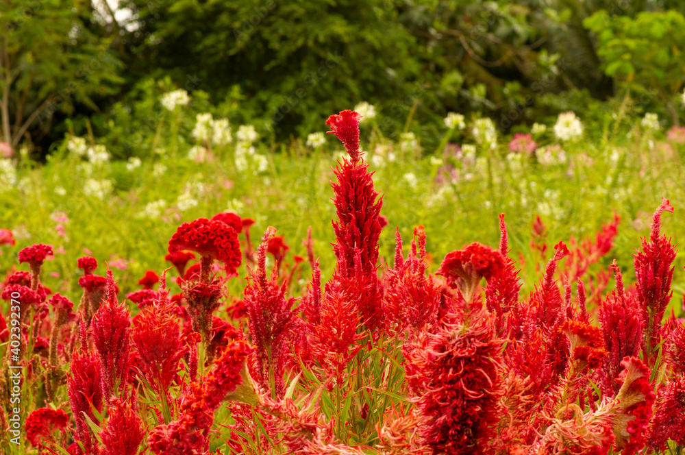 amaranth, amaranth flower, background, beautiful, beauty, bloom, blooming, blossom, botany, brain celosia, bright, celosia, celosia cristata, close up, closeup, cockscomb, color, colorful, cristata, d amaranth, amaranth flower, background, beautiful, beauty, bloom, blooming, blossom, botany, brain celosia, bright, celosia, celosia cristata, close up, closeup, cockscomb, color, colorful, cristata, d