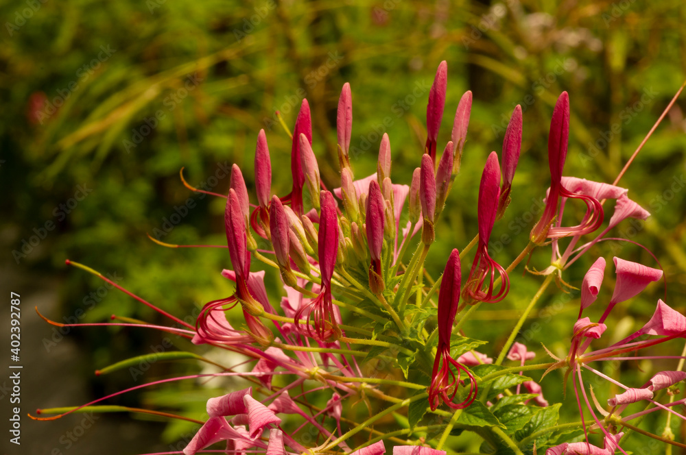 Pink spider flowers with shallow focus in the garden Pink spider flowers with shallow focus in the garden