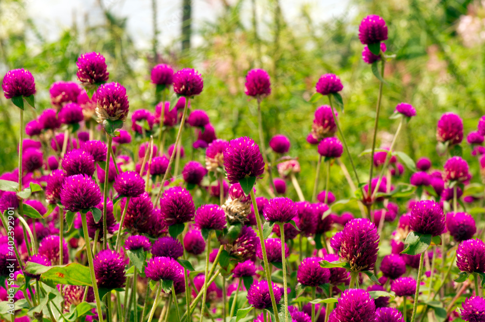 Gomphrena globosa in shallow focus, commonly known as globe amaranth is an edible flower to relieve prostate and reproductive problems. Gomphrena globosa in shallow focus, commonly known as globe amaranth is an edible flower to relieve prostate and reproductive problems.