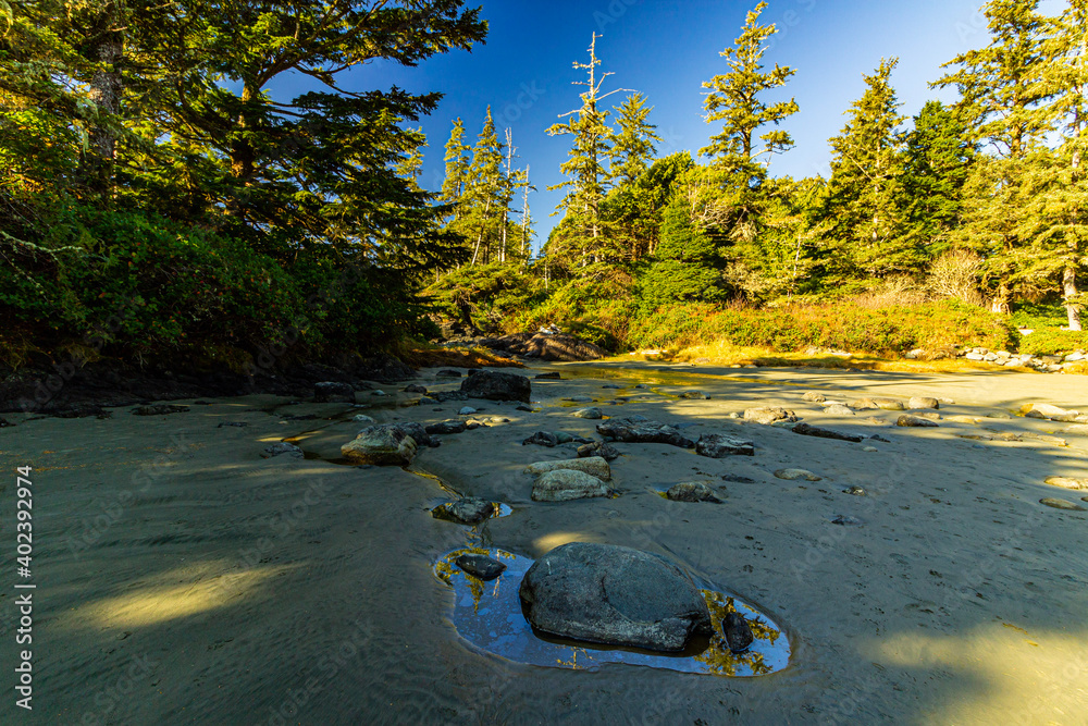 Tidal pools scattered among a sandy cove surrounded by forest