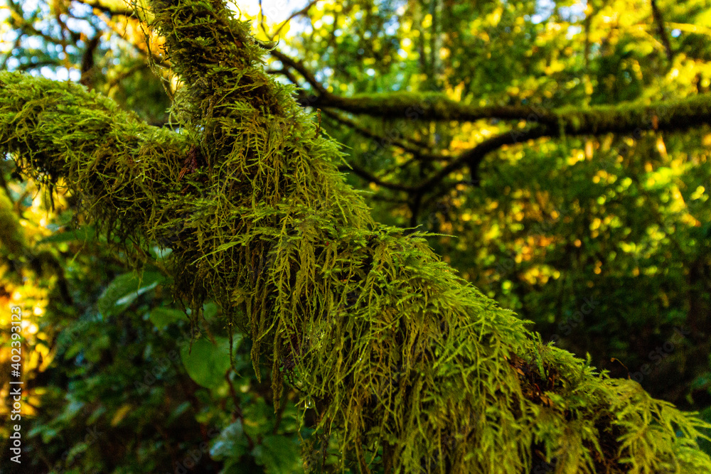 Fototapeta premium Moss blankets a tree branch in the temperate rainforest