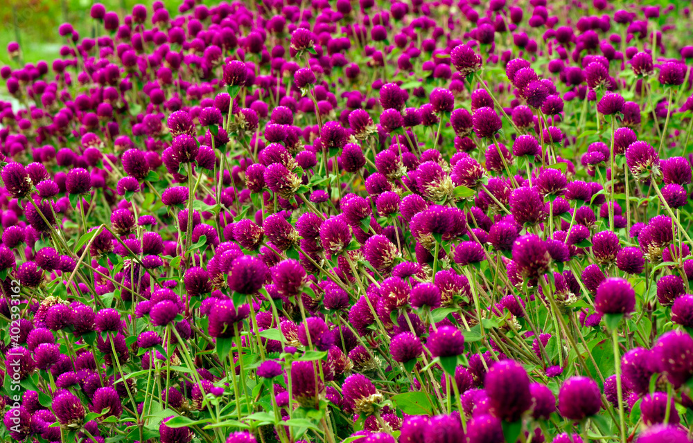 Gomphrena globosa in shallow focus, commonly known as globe amaranth is an edible flower to relieve prostate and reproductive problems.