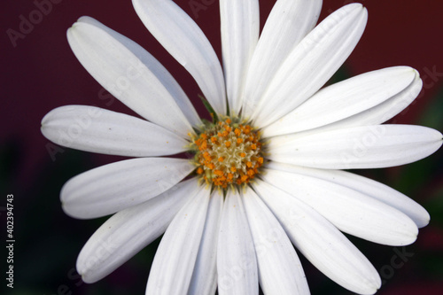 Flor balnca Margarita Jardin