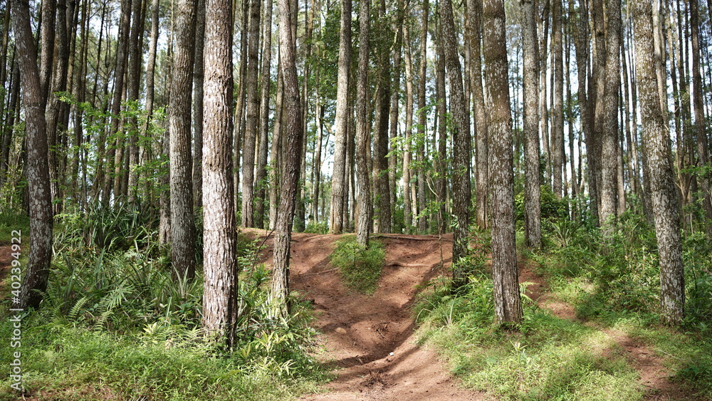 Very beautiful scenery on sunny days, pine forests in Indonesia Very beautiful scenery on sunny days, pine forests in Indonesia