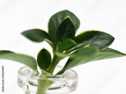 Picture of "Mirten" / Malpighia coccigera leafs, shoot on white isolated background