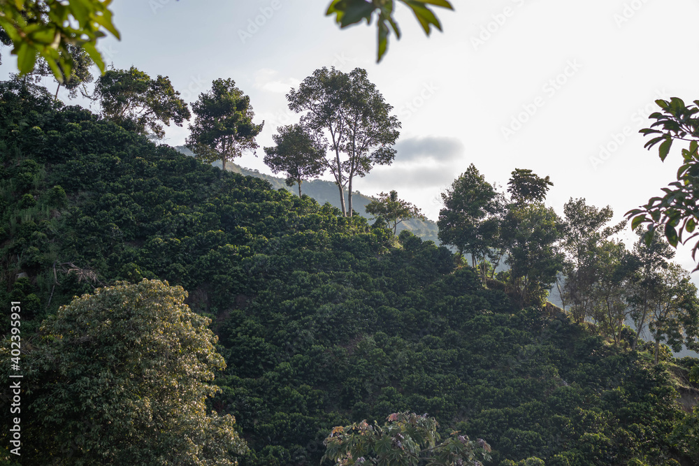 Obraz premium trees in the mountains