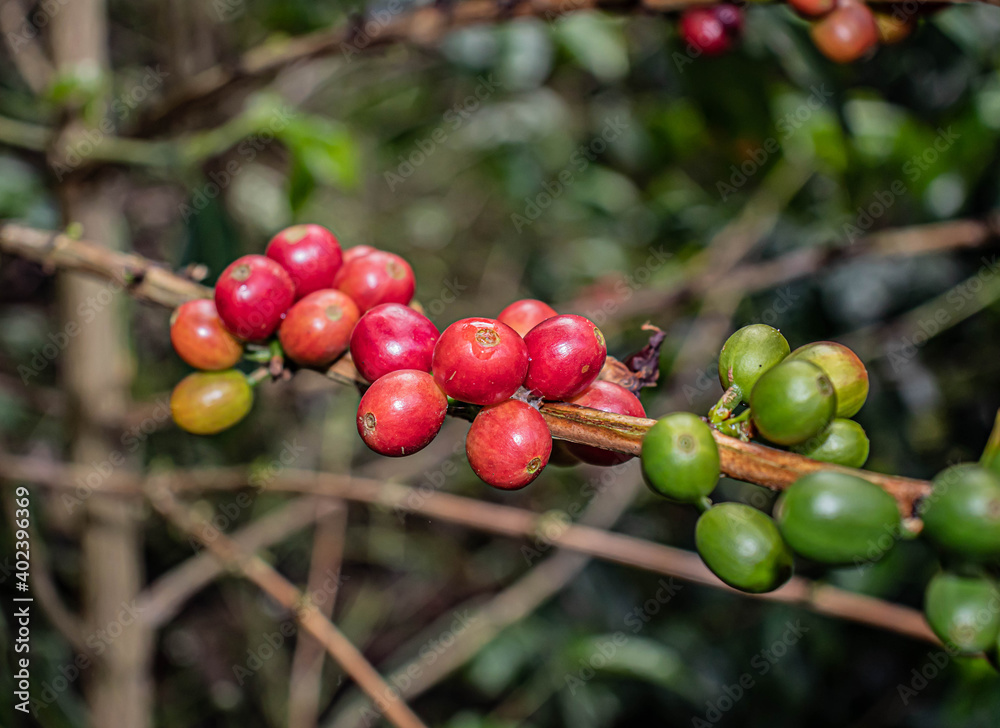 red Coffe  on a branch