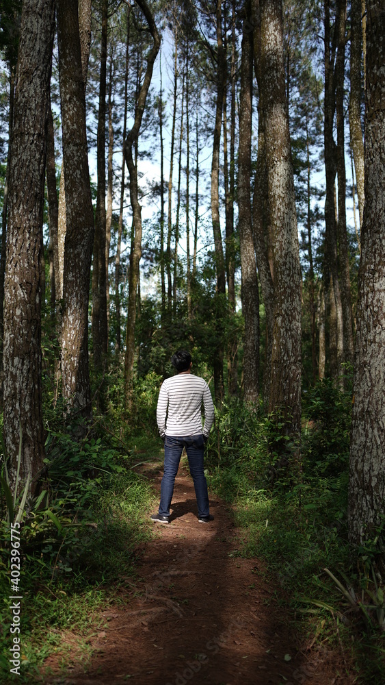 tourists are in the middle of a pine forest and enjoy the trip. tourists are in the middle of a pine forest and enjoy the trip.
