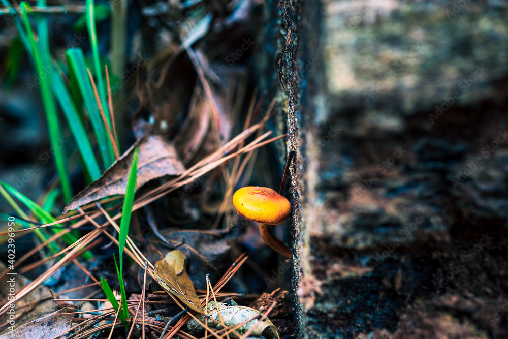 Small Forest Mushroom Small Forest Mushroom