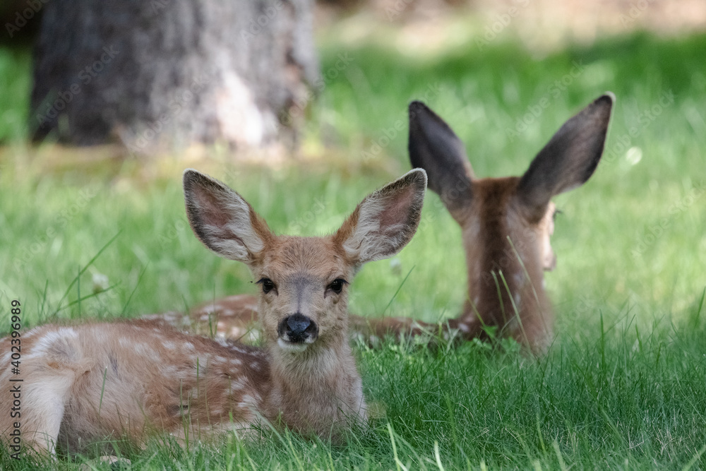 Baby Deer in Sunriver Oregon, Wildlife in Oregon, Baby Deer in Grass Field Baby Deer in Sunriver Oregon, Wildlife in Oregon, Baby Deer in Grass Field