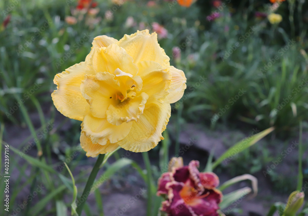 Luxury flower daylily Patricia Jojo in the garden . The daylily is a flowering plant in the genus Hemerocallis. Edible flower. Daylilies are perennial plants. They only bloom for 24 hours. Luxury flower daylily Patricia Jojo in the garden . The daylily is a flowering plant in the genus Hemerocallis. Edible flower. Daylilies are perennial plants. They only bloom for 24 hours.