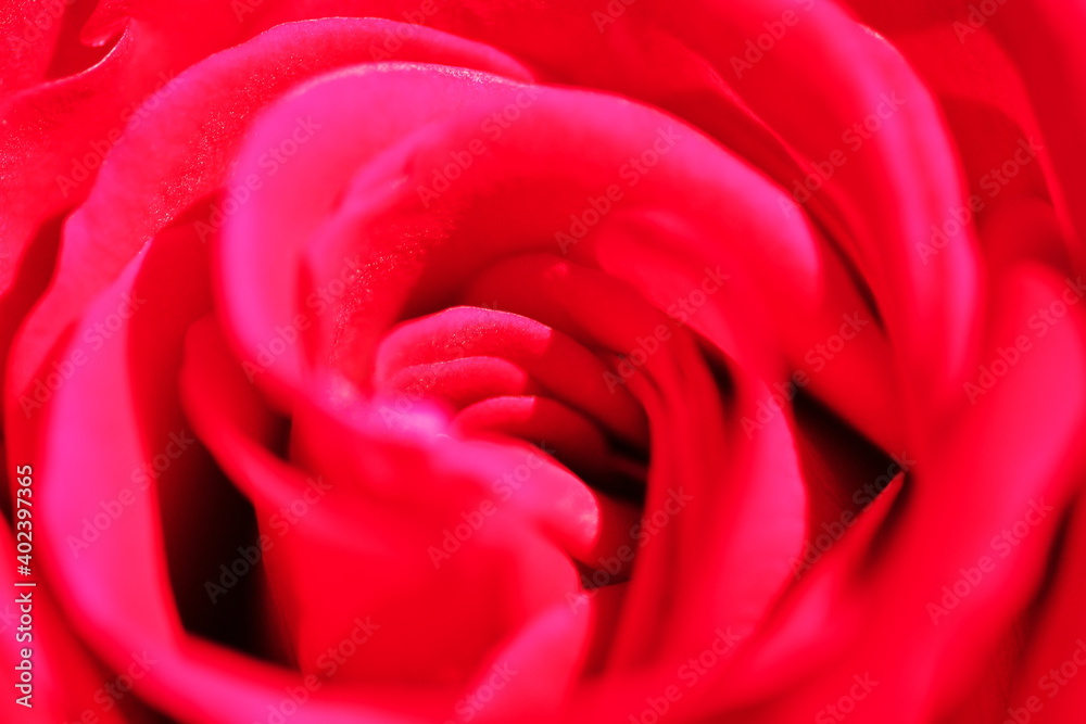 深紅の薔薇をクローズアップ 深紅の薔薇をクローズアップ