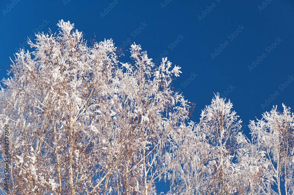 Birch crowns covered with frost and snow against the background of a clear blue sky