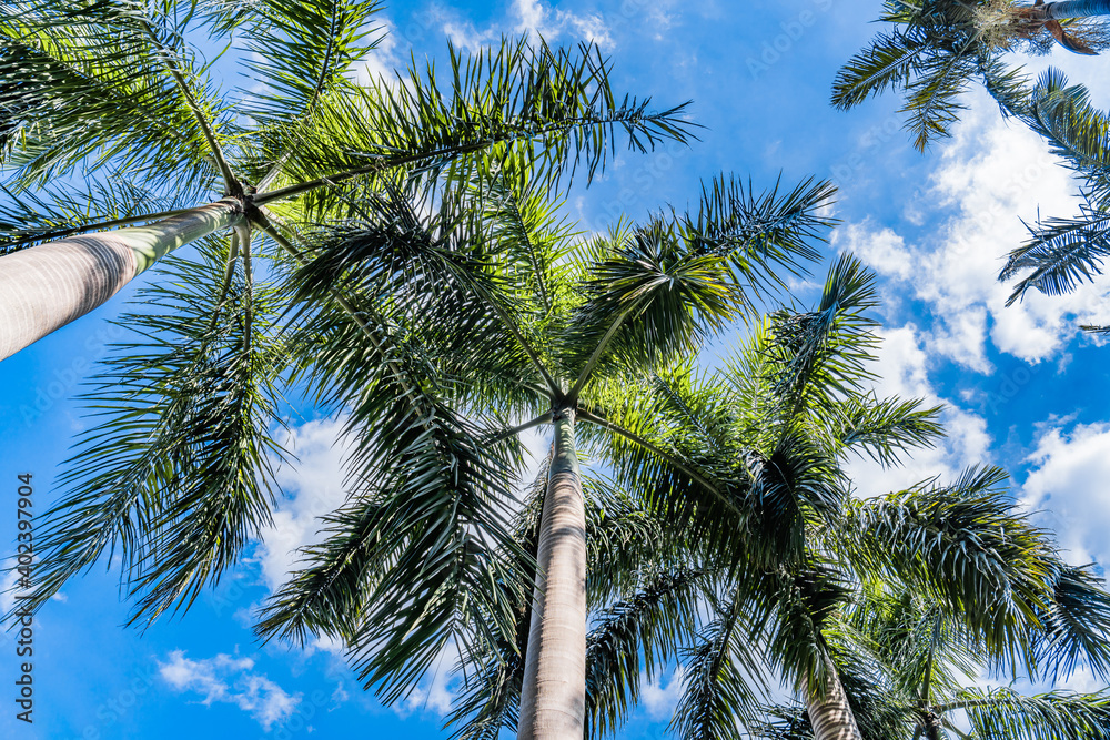 Fototapeta premium Under the blue sky, many coconut trees are shooting from a low angle
