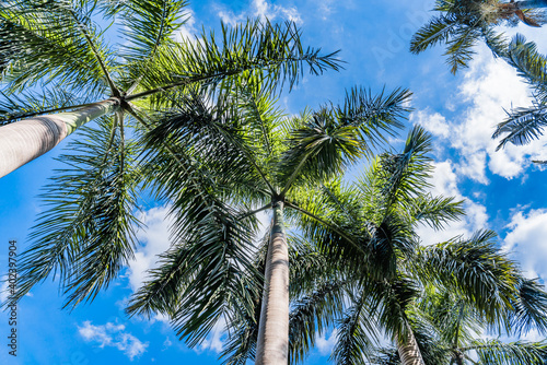Under the blue sky, many coconut trees are shooting from a low angle