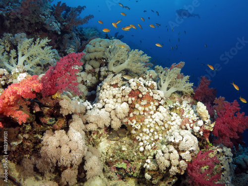 A deep, colorful coral reef in the central Red Sea