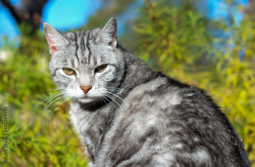 portrait of a tabby cat looking at a camera