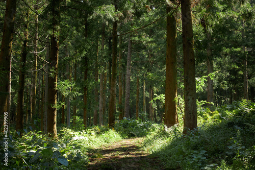Fototapeta Naklejka Na Ścianę i Meble -  Jeju Island Forest