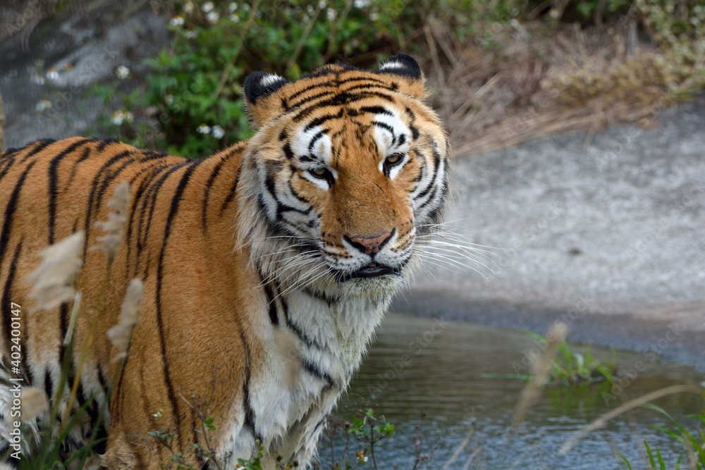 The Bengal tiger (Panthera tigris tigris) is in a safari park in Taiwan. The Bengal tiger (Panthera tigris tigris) is in a safari park in Taiwan.
