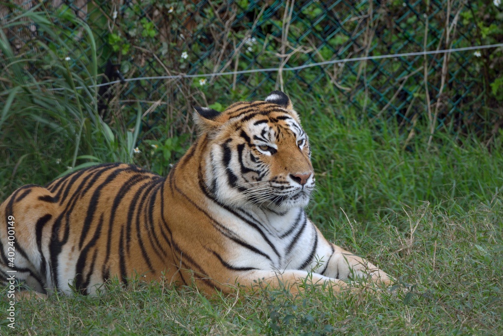 The Bengal tiger (Panthera tigris tigris) is in a safari park in Taiwan. The Bengal tiger (Panthera tigris tigris) is in a safari park in Taiwan.