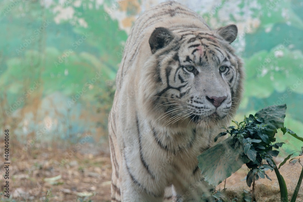 The Bengal White Tiger (Panthera tigris tigris) in a safari park in Taiwan. The Bengal White Tiger (Panthera tigris tigris) in a safari park in Taiwan.