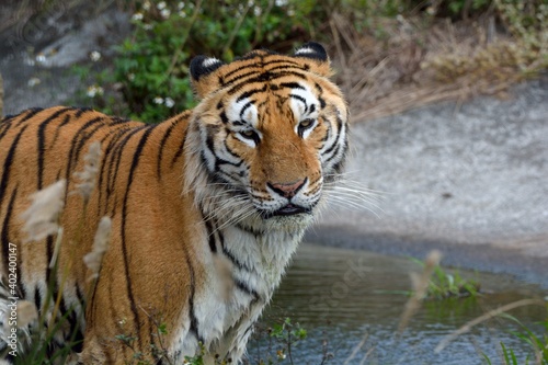 The Bengal tiger (Panthera tigris tigris) is in a safari park in Taiwan. © chienmuhou