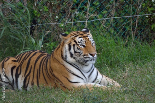 The Bengal tiger (Panthera tigris tigris) is in a safari park in Taiwan.