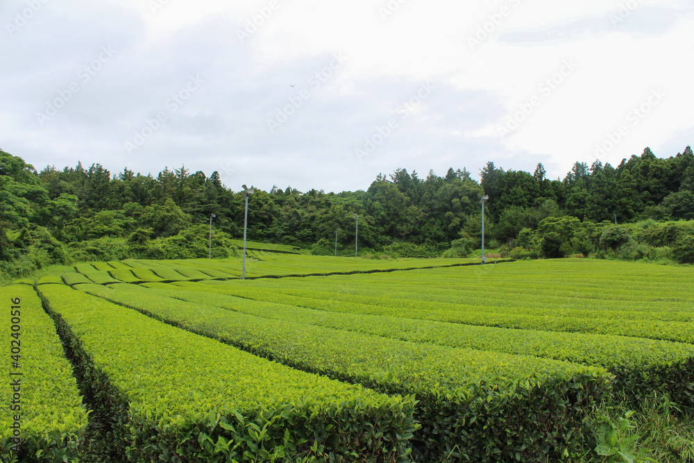 The green tea fields are spread out wide.