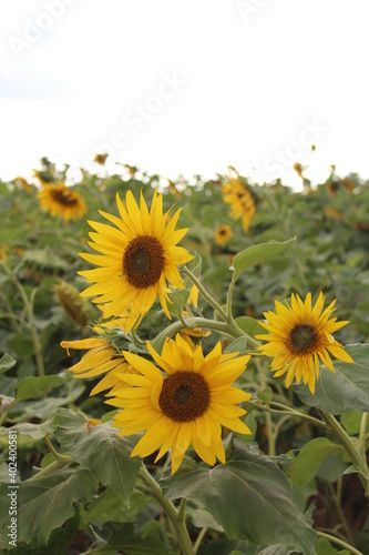 sunflowers blooming in the field
