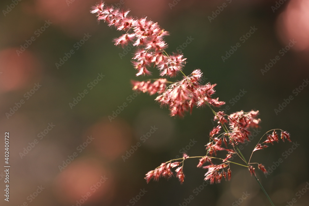 Close up grass flowers on sunlight in the morning Close up grass flowers on sunlight in the morning