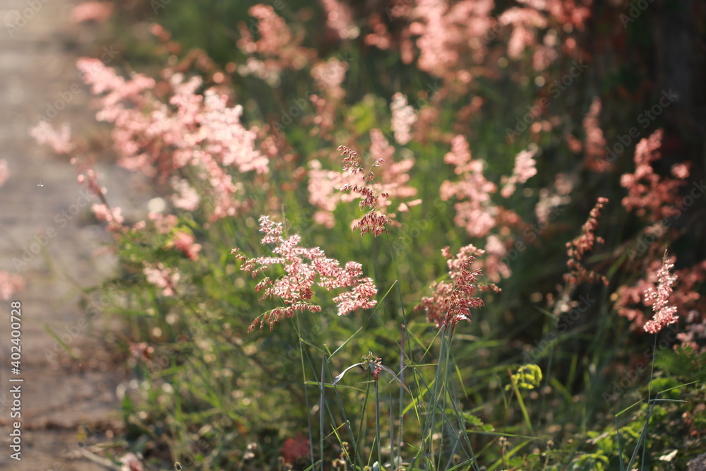 Close up grass flowers on sunlight in the morning Close up grass flowers on sunlight in the morning