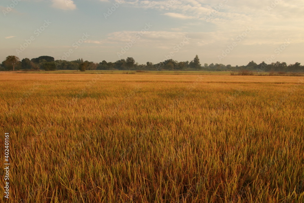 Close up Rice field on sunlight in the morning