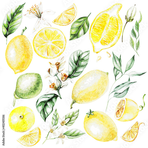 Lemons, Flowers and Leaves. Watercolor Style Fruits. Illustration