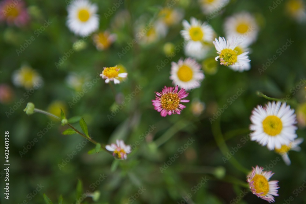 Daisy Daisy