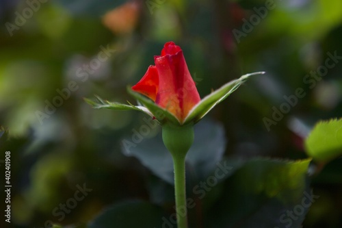 Red Growth Rose