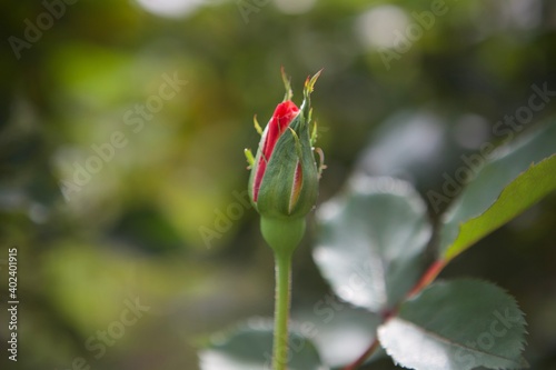 Rose Bud