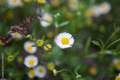 Blossom Daisy