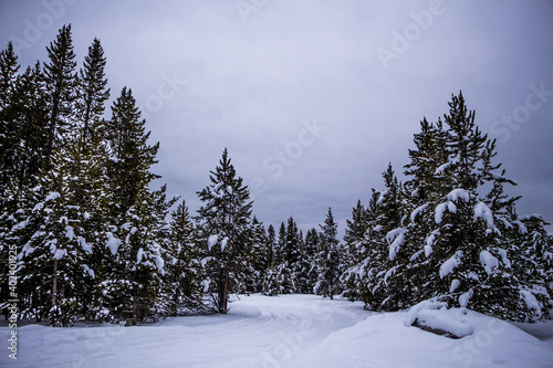 Yellowstone National Park (Winter) © Leo